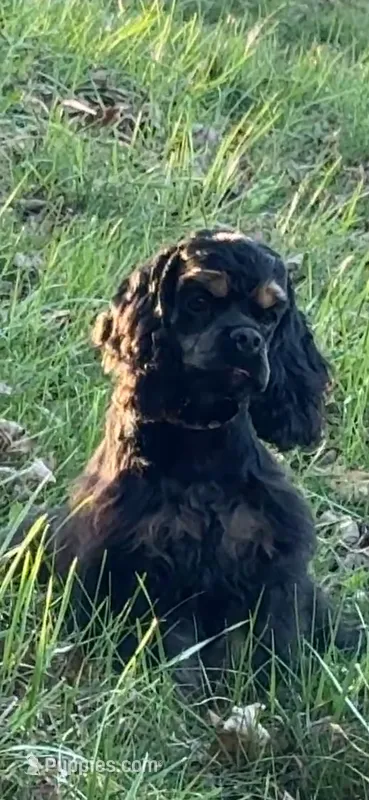 Savannah – Cocker Spaniel puppy for sale in Ashland, KY