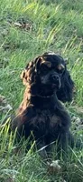 Savannah, a female Cocker Spaniel for sale in Ashland, KY – Photo 1 of 5