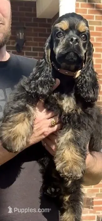 Savannah – Cocker Spaniel puppy for sale in Ashland, KY