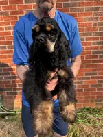 Savannah, a female Cocker Spaniel for sale in Ashland, KY – Photo 2 of 5