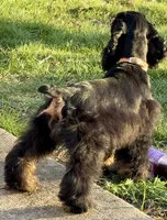 Savannah, a female Cocker Spaniel for sale in Ashland, KY – Photo 4 of 5