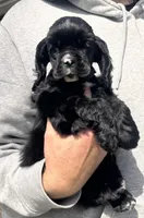 Micah, a male Cocker Spaniel for sale in Ashland, KY – Photo 2 of 2
