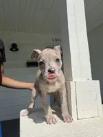 American Bully , a female American Bully and American Pit Bull Terrier for sale in Little Rock, AR – 2 of 3