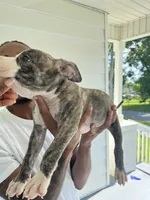 American Bullies, a male American Bully and American Pit Bull Terrier for sale in Little Rock, AR – 4 of 6