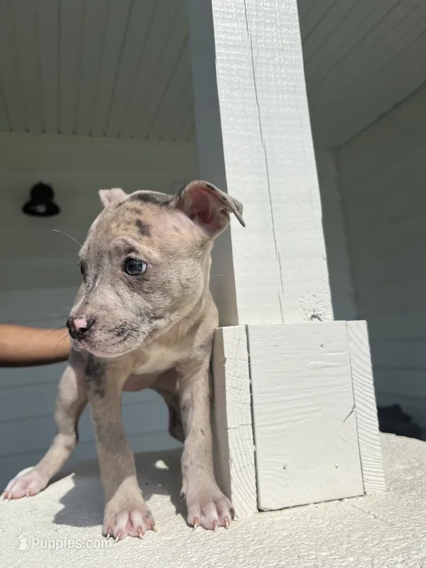 American Bully  – American Bully, American Pit Bull Terrier puppy for sale in Little Rock, AR
