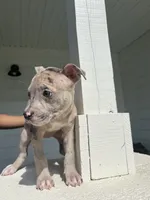 American Bully , a female American Bully and American Pit Bull Terrier for sale in Little Rock, AR – 1 of 3
