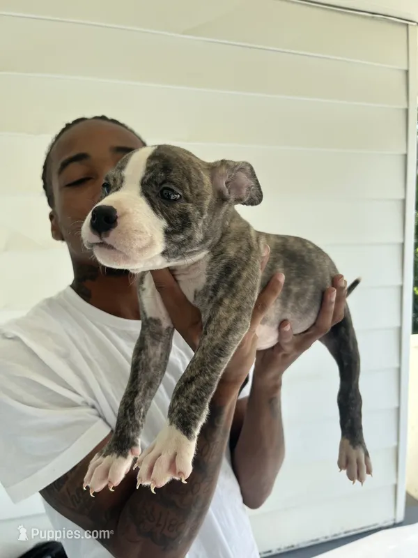 American Bullies – American Bully, American Pit Bull Terrier puppy for sale in Little Rock, AR