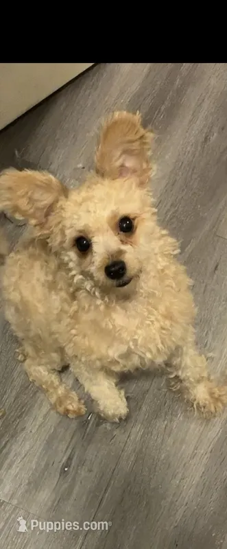 Klaus  – Pomapoo, Poodle - Miniature  puppy for sale in South Bend, IN