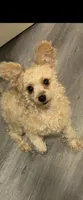 Klaus , a male Pomapoo and Poodle - Miniature  for sale in Chicago, IL – 1 of 8