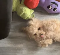 Klaus , a male Pomapoo and Poodle - Miniature  for sale in South Bend, IN – 1 of 4