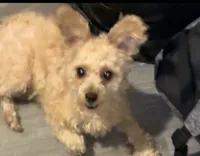 Klaus , a male Pomapoo and Poodle - Miniature  for sale in Chicago, IL – 2 of 8