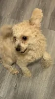 Klaus , a male Pomapoo and Poodle - Miniature  for sale in Chicago, IL – 4 of 8