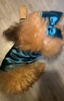Klaus , a male Pomapoo and Poodle - Miniature  for sale in South Bend, IN – 3 of 4