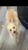 Klaus , a male Pomapoo and Poodle - Miniature  for sale in Chicago, IL – 6 of 8