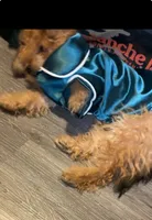 Klaus , a male Pomapoo and Poodle - Miniature  for sale in South Bend, IN – 2 of 4