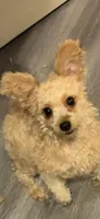 Klaus , a male Pomapoo and Poodle - Miniature  for sale in Chicago, IL – 8 of 8