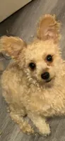 Klaus , a male Pomapoo and Poodle - Miniature  for sale in Chicago, IL – 7 of 8