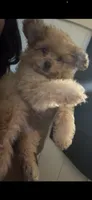 Klaus , a male Pomapoo and Poodle - Miniature  for sale in South Bend, IN – 4 of 4