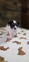Snoopy boy. , a male Chihuahua for sale in Jacksboro, TN – 2 of 10