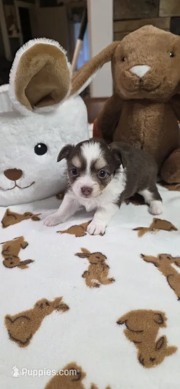 Sassy girl.  – Chihuahua puppy for sale in Jacksboro, TN