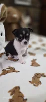 Lil Mister, a male Chihuahua for sale in Jacksboro, TN – 5 of 9