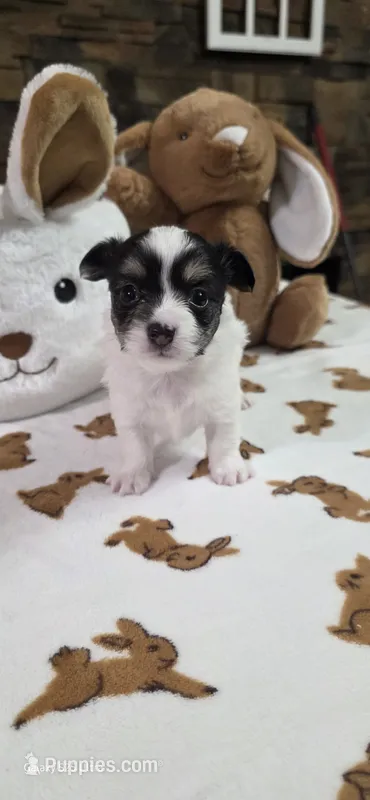 Snoopy boy.  – Chihuahua puppy for sale in Jacksboro, TN
