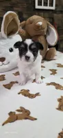 Snoopy boy. , a male Chihuahua for sale in Jacksboro, TN – 1 of 10