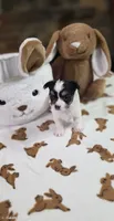 Snoopy boy. , a male Chihuahua for sale in Jacksboro, TN – 5 of 10