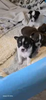 Snuggles boy, a male Chihuahua for sale in Jacksboro, TN – 4 of 8