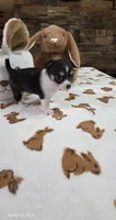 Lil Mister, a male Chihuahua for sale in Jacksboro, TN – 8 of 9