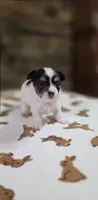 Snoopy boy. , a male Chihuahua for sale in Jacksboro, TN – 9 of 10