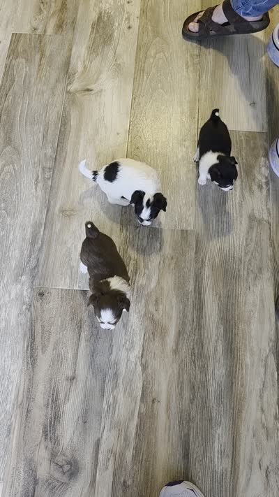 Snuggles boy, a male Chihuahua for sale in Jacksboro, TN – 8 of 8