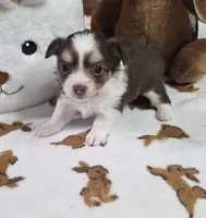 Sassy girl. , a female Chihuahua for sale in Jacksboro, TN – 3 of 10
