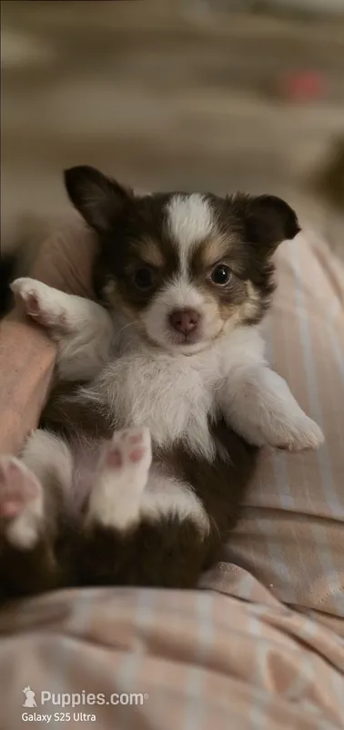 Snuggles boy – Chihuahua puppy for sale in Jacksboro, TN
