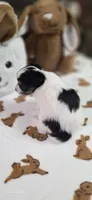 Snoopy boy. , a male Chihuahua for sale in Jacksboro, TN – 8 of 10