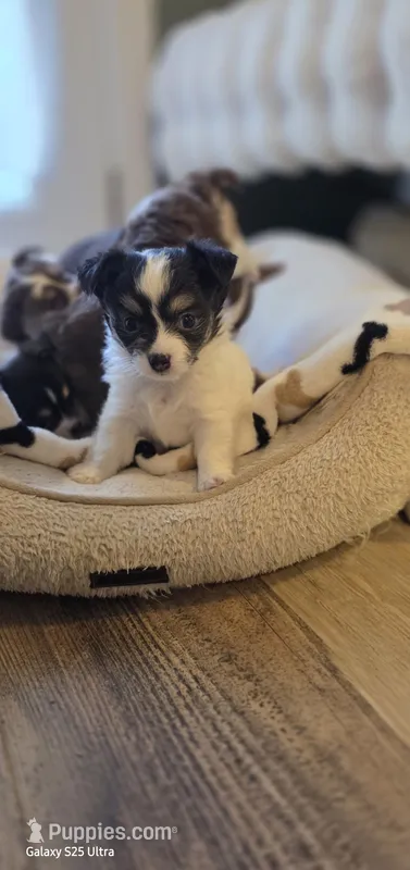 Snoopy boy.  – Chihuahua puppy for sale in Jacksboro, TN