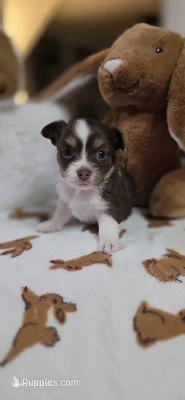 Snuggles boy – Chihuahua puppy for sale in Jacksboro, TN