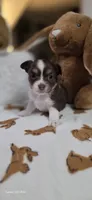 Snuggles boy, a male Chihuahua for sale in Jacksboro, TN – 1 of 8