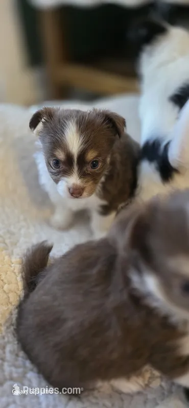 Snuggles boy – Chihuahua puppy for sale in Jacksboro, TN