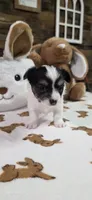 Snoopy boy. , a male Chihuahua for sale in Jacksboro, TN – 6 of 10
