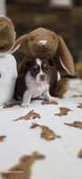 Snuggles boy, a male Chihuahua for sale in Jacksboro, TN – 2 of 8