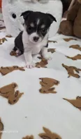 Lil Mister, a male Chihuahua for sale in Jacksboro, TN – 4 of 9