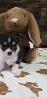 Lil Mister, a male Chihuahua for sale in Jacksboro, TN – 1 of 9