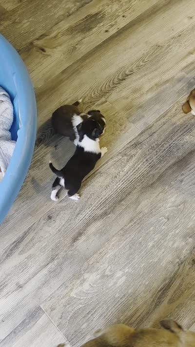 Sassy girl. , a female Chihuahua for sale in Jacksboro, TN – 8 of 10