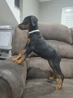 Black female (Last one), a female Doberman Pinscher for sale in Corinth, MS – 2 of 8