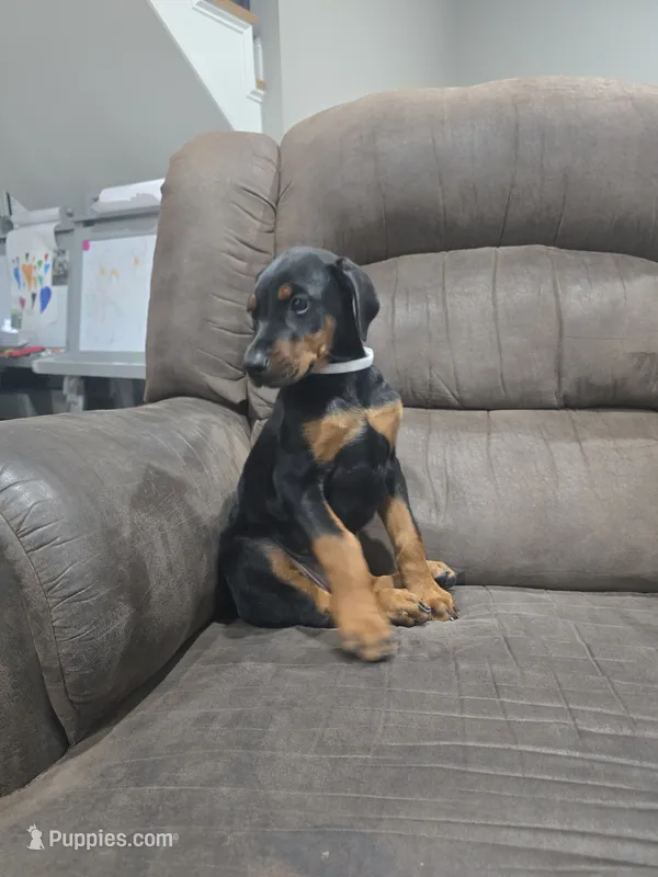 Black female (Last one) – Doberman Pinscher puppy for sale in Corinth, MS