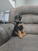 Black female (Last one), a female Doberman Pinscher for sale in Corinth, MS – 1 of 8