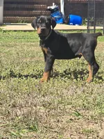 Green collar, a male Doberman Pinscher for sale in Corinth, MS – Photo 2 of 2