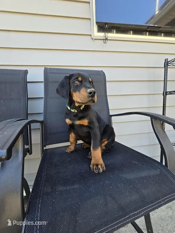 Green collar – Doberman Pinscher puppy for sale in Corinth, MS