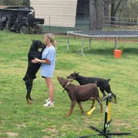 Black male, a male Doberman Pinscher for sale in Corinth, MS – Photo 2 of 7